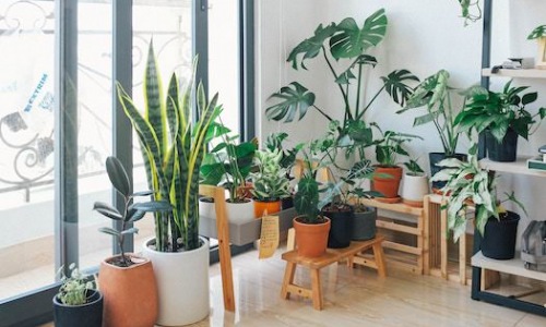 The Best House Plants and Where to Find Them in Seattle, WA Cover Image
